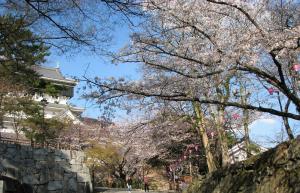 桜とお城